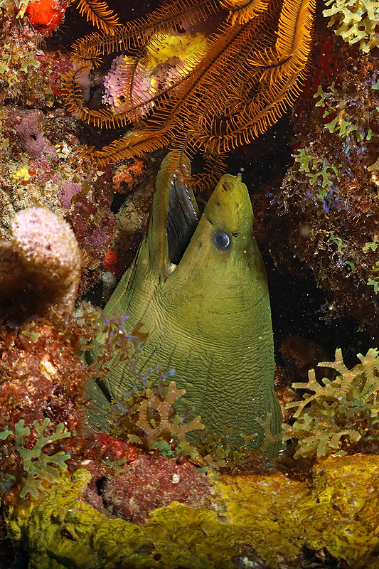 Martinique - Murène verte
