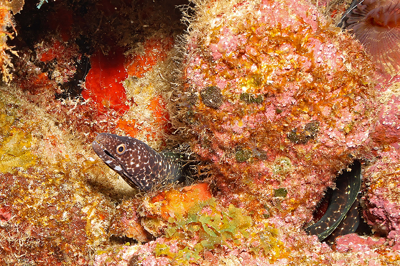 Martinique - photo n° 162