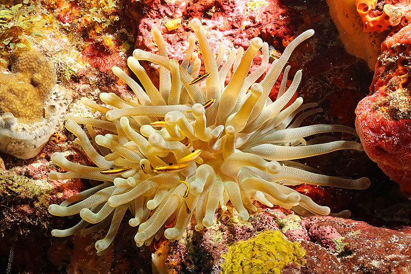 Martinique - photo n° 163