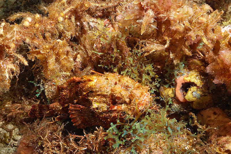 Martinique - photo n° 165