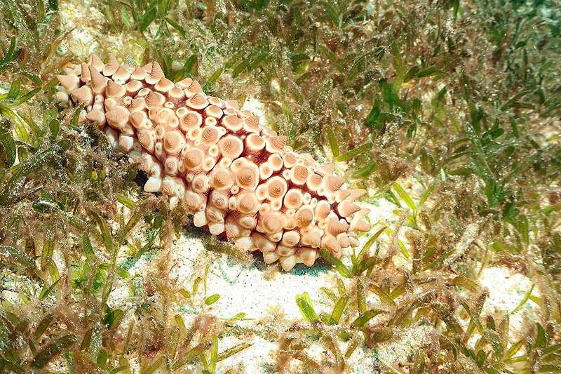 Martinique - photo n° 169