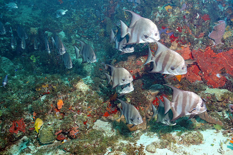 Martinique - photo n° 170