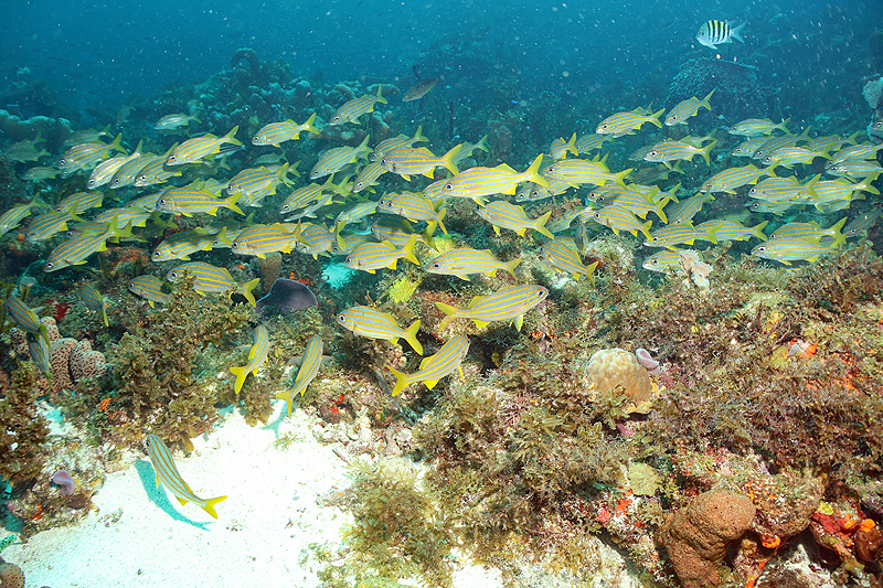 Martinique - photo n° 174