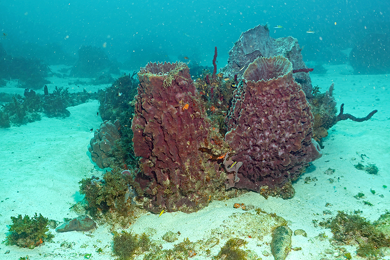 Martinique - photo n° 176