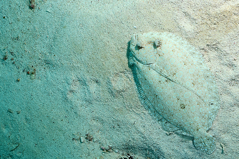 Martinique - photo n° 177