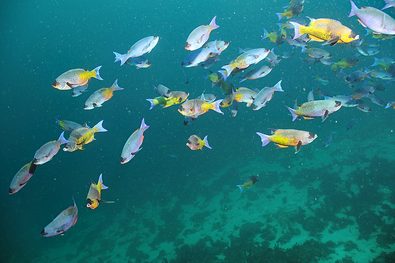 Martinique - photo n° 180