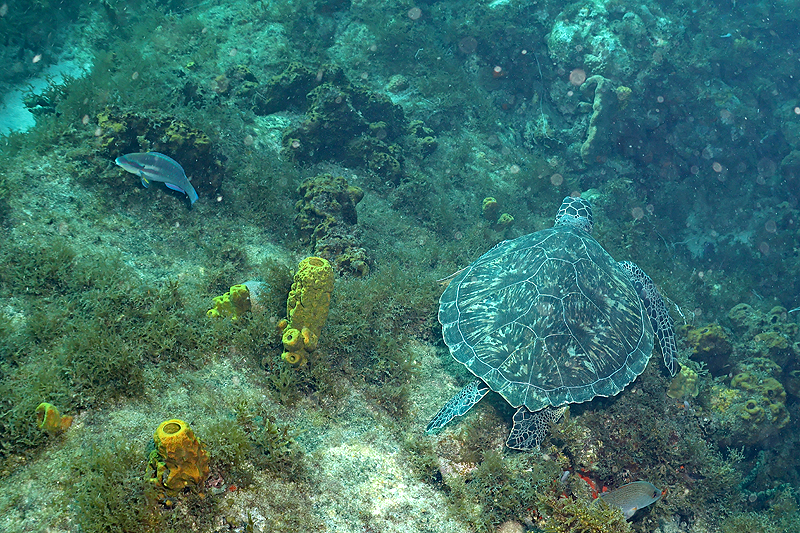 Martinique - photo n° 181