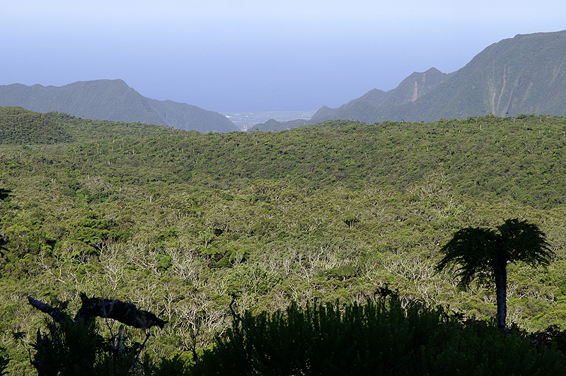 Forêt de Bébour