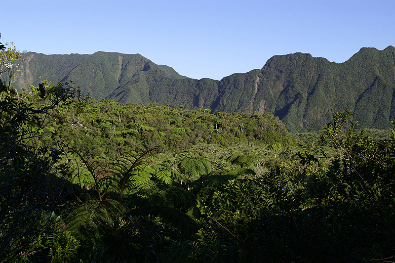 Forêt de Bébour